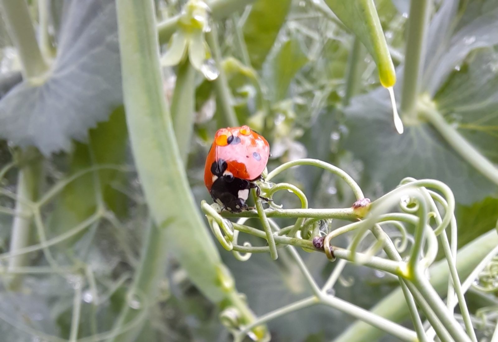 coccinelle