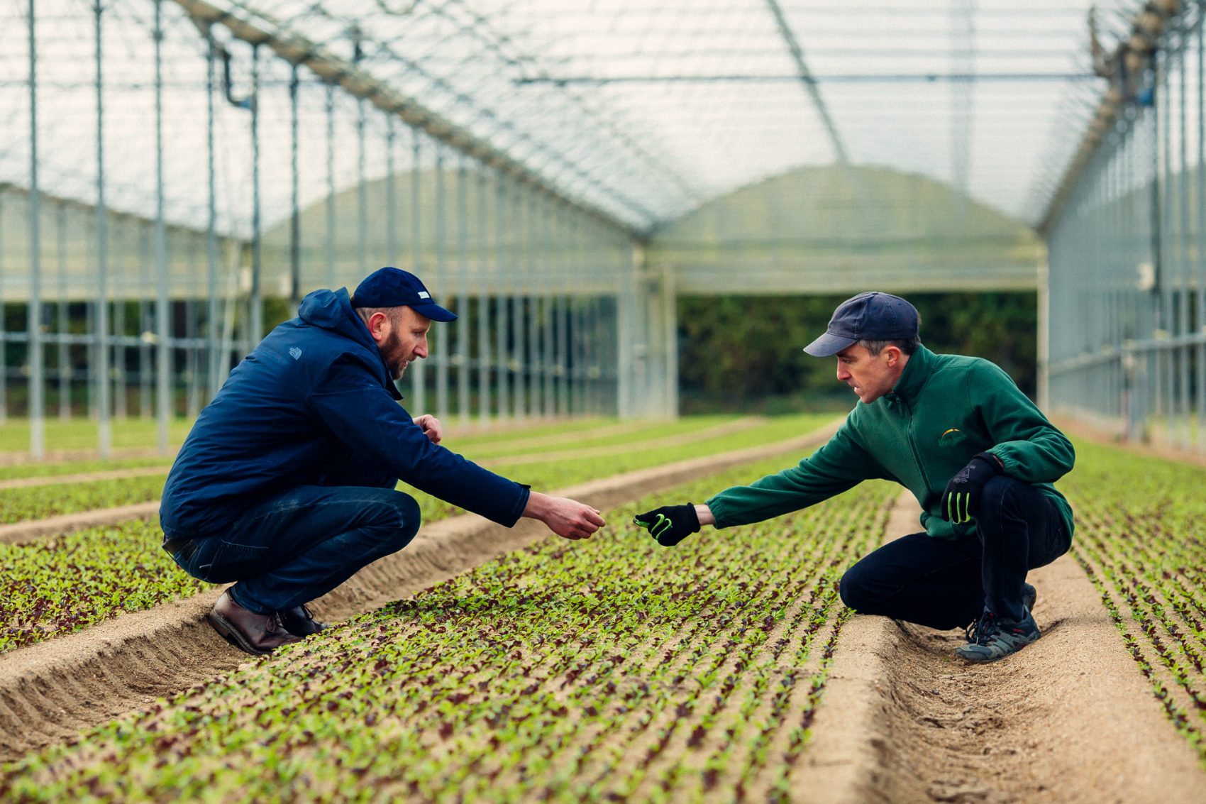 Producteurs haricots