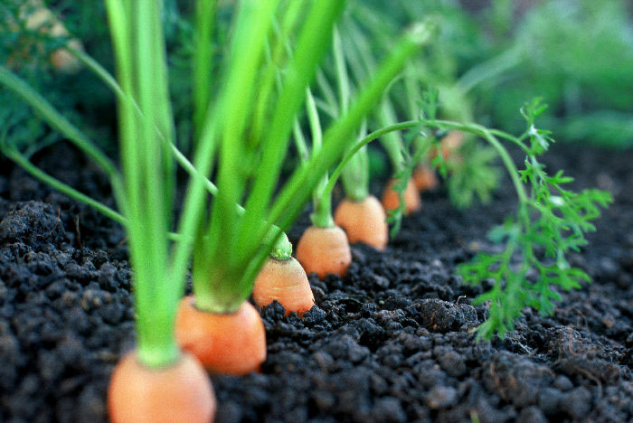 carottes bonduelle